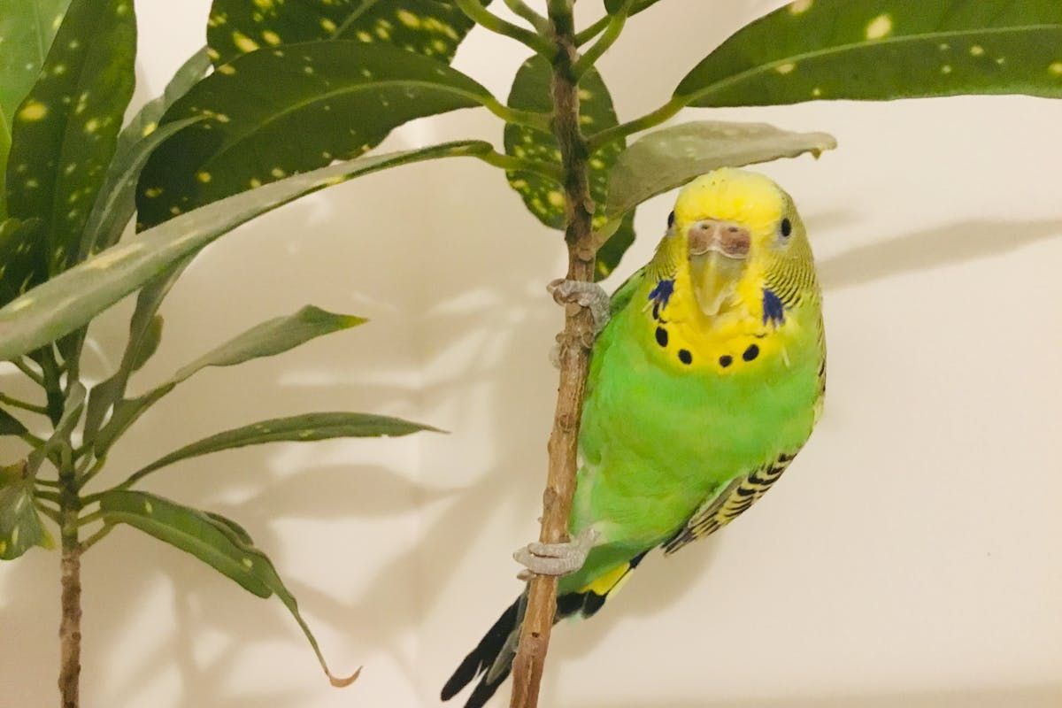 ThermoWorks Thermapen ONE vs ThermoWorks Signals: Which One Should You Buy?